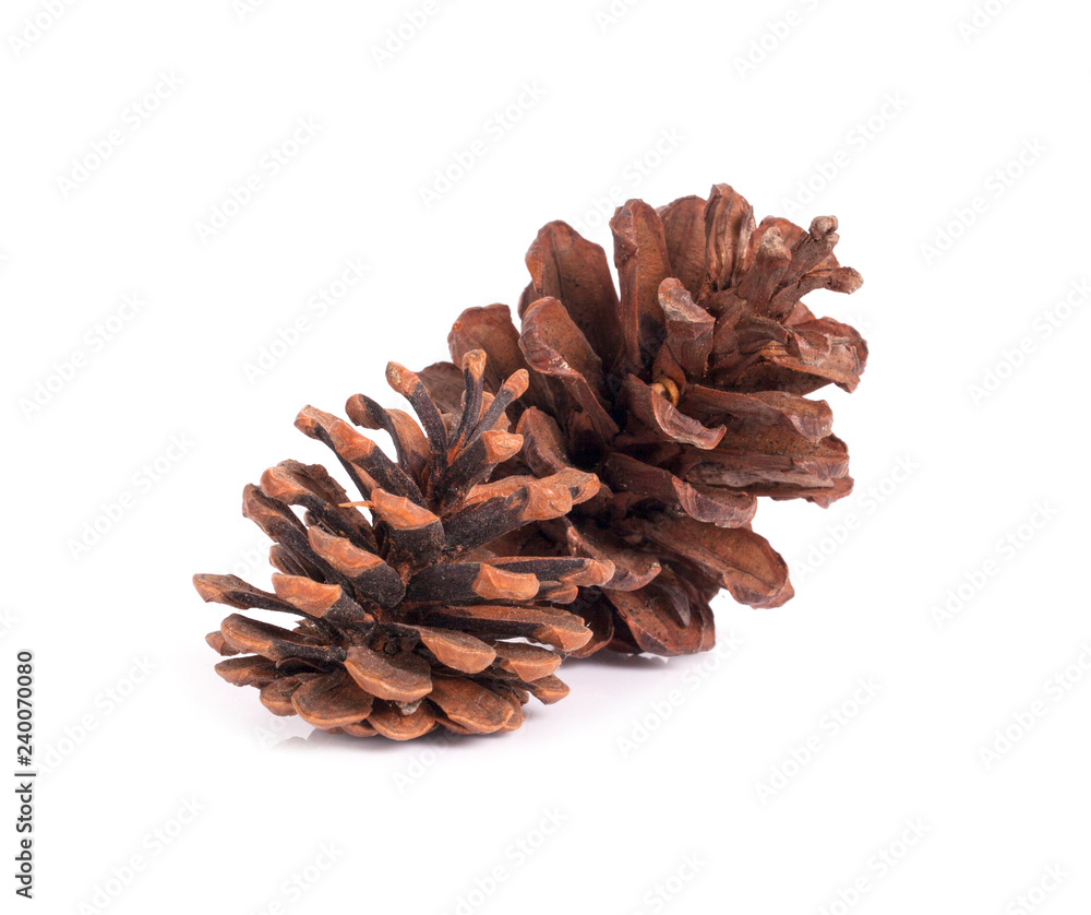 Pine cone on white background Pine cone on white background