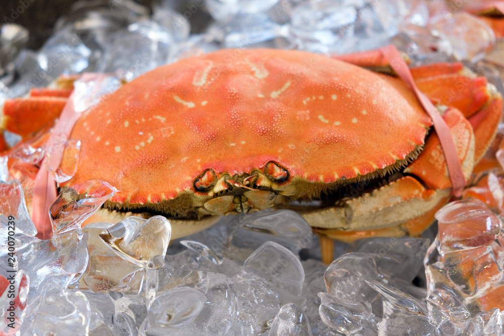 Fresh Dungeness crab on ice cube ready for sale Fresh Dungeness crab on ice cube ready for sale