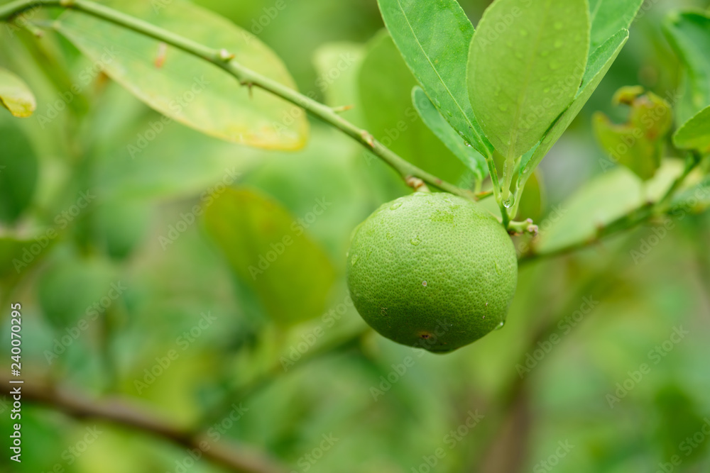 Fresh Lime green tree hanging from the branches of it.Green Lemon Fresh Lime green tree hanging from the branches of it.Green Lemon