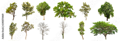 trees on white background , The collection of 12 trees.