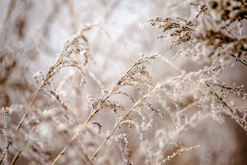 Stems of grass covered with frost in winter forest © licvin