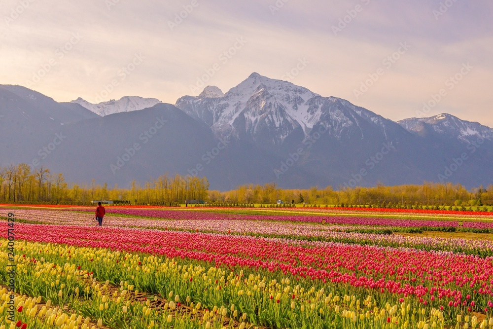 Rows of tulips with a person for scale and a snow covered mountain in the background