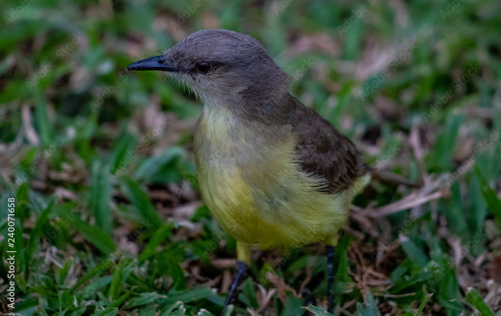 Fototapeta premium Bem-te-vi - Pitangus sulphuratus I