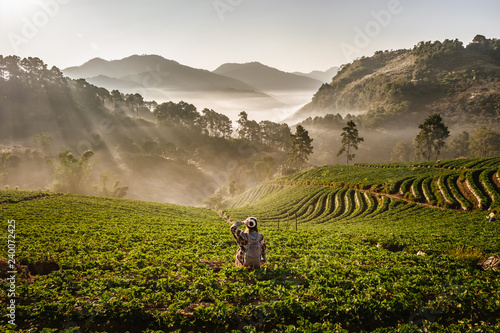 The Asian Female Traveler with his camera shoot of The beautiful Landscape, strawberry plantation in the morning with the mist sky and sunlight at Ban Nor Lae, Doi Ang Khang, Chaing Mai, Thailand. photo