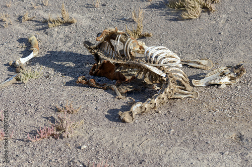 Horse bones in the Nevada desert  USA