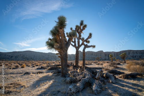 Joshua trees in the mojave desert 