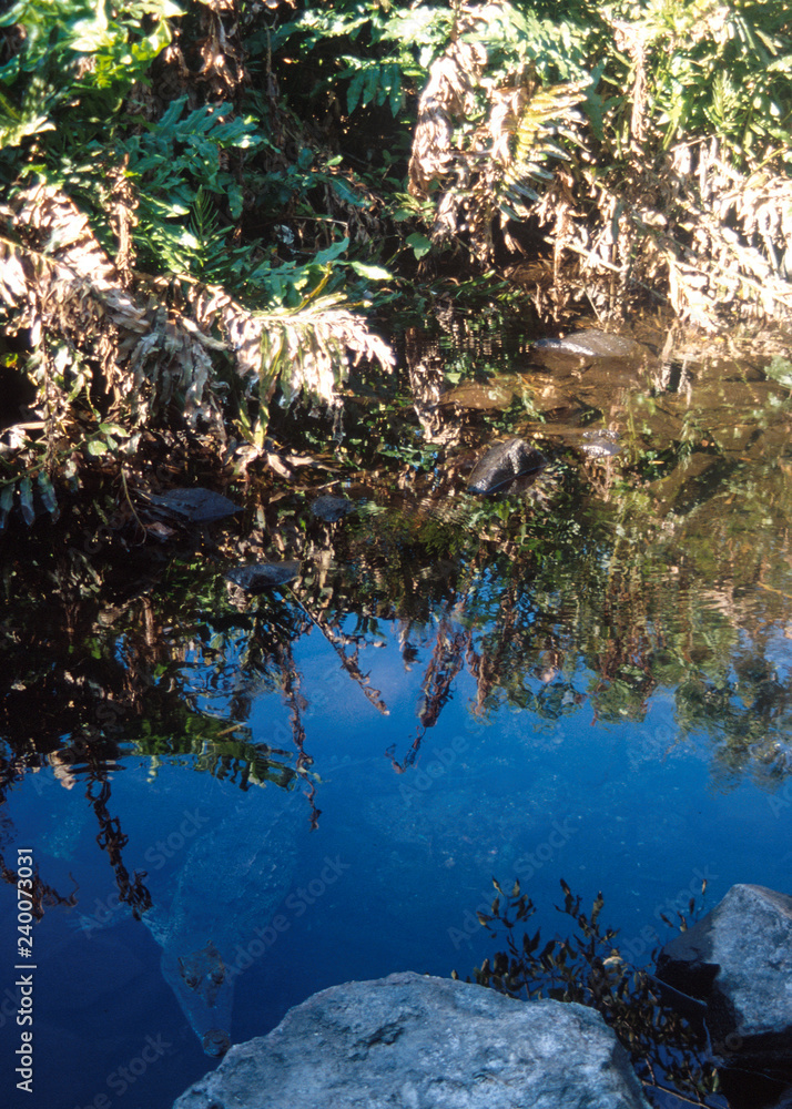 Cocrodile hiding in calm waters Cocrodile hiding in calm waters