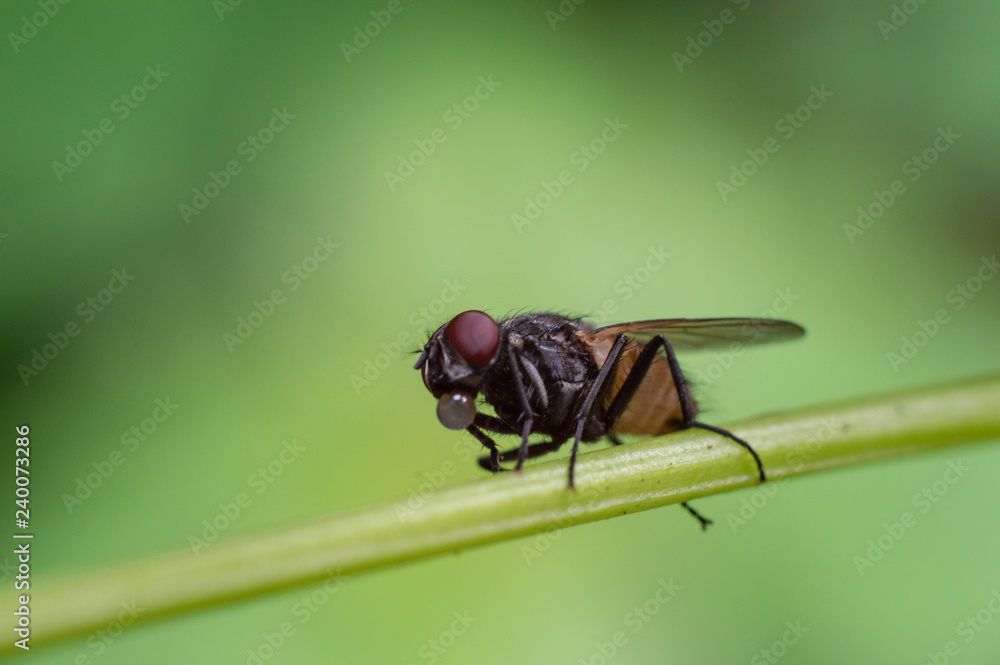 single fruit fly with green foliage background single fruit fly with green foliage background