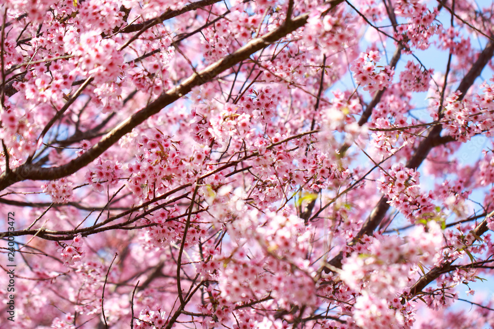 Wild Himalayan Cherry Blossoms in spring season (Prunus cerasoides), Sakura in Thailand, selective focus, Phu Lom Lo, Loei, Thailand. Wild Himalayan Cherry Blossoms in spring season (Prunus cerasoides), Sakura in Thailand, selective focus, Phu Lom Lo, Loei, Thailand.