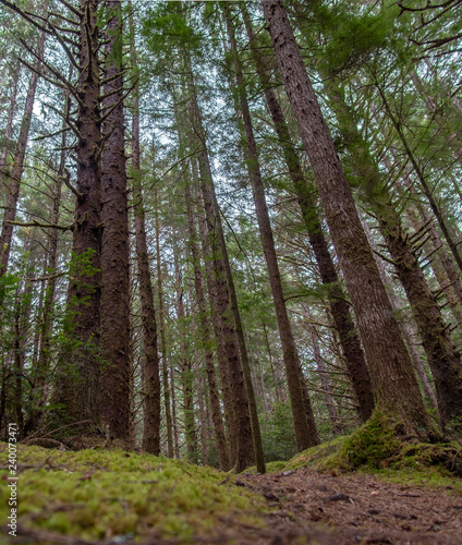 Rain forest trees along Oregon Coast Trail