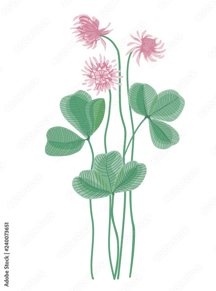 Vector clover flower  and leaf on a white background