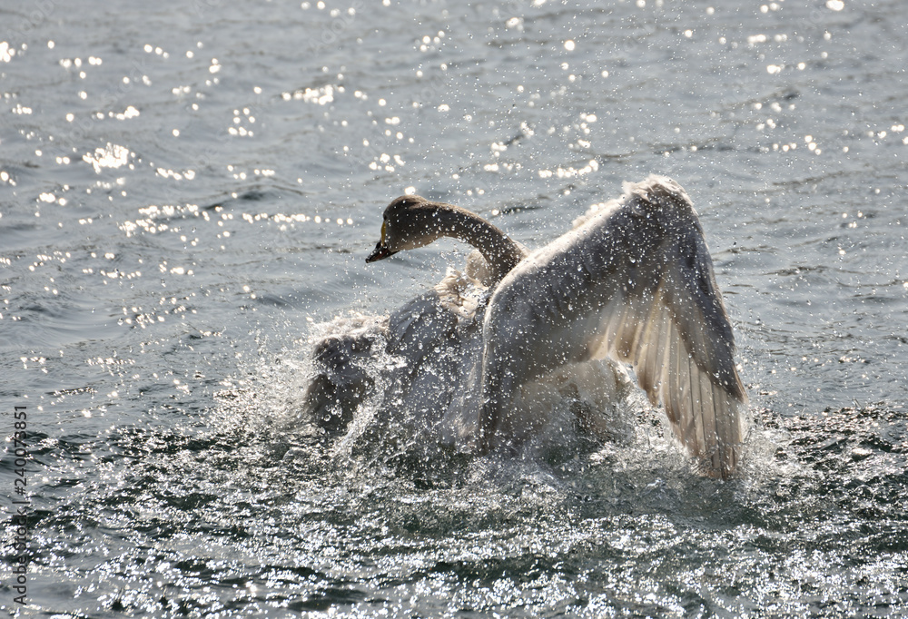 Obraz premium 水浴びするハクチョウの幼鳥