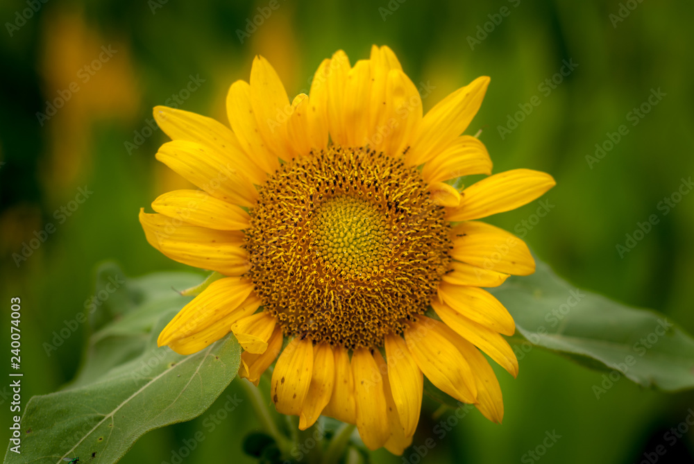 single sunflowers with blurry backgrounds single sunflowers with blurry backgrounds