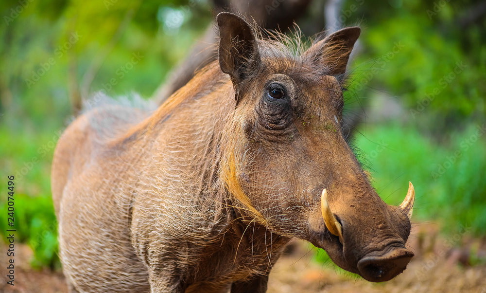 Close up of a wild African Warthog Close up of a wild African Warthog