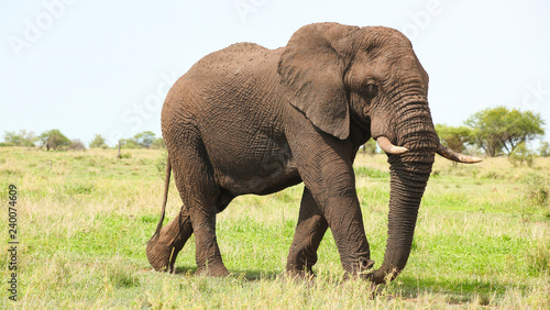 African Elephants in South African game reserve