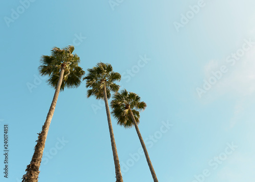 Palm Trees over Los Angeles