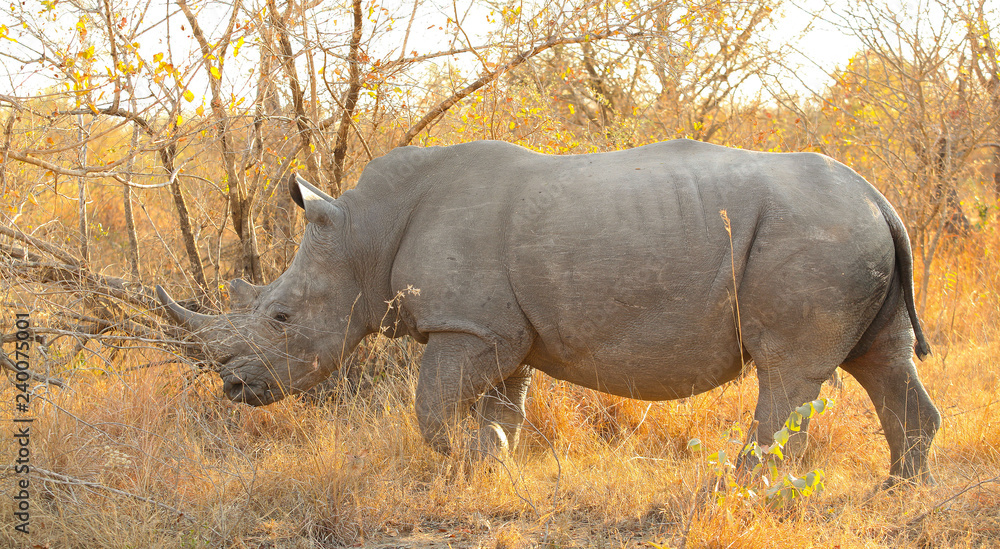 African White Rhino in a South African Game Reserve African White Rhino in a South African Game Reserve