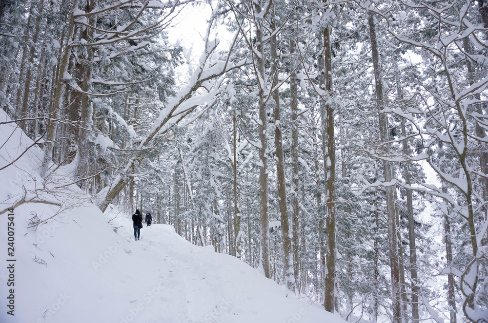 Walking trails and pine forests in winter are covered with white snow.