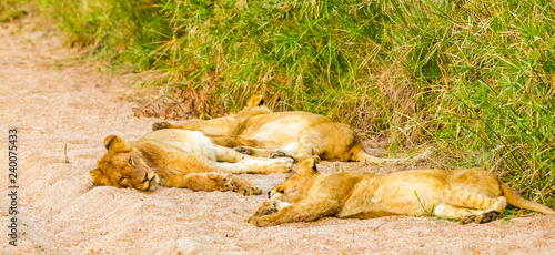  African Lion in a South African Game Reserve