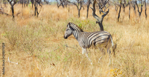 Side view of an African Zebra