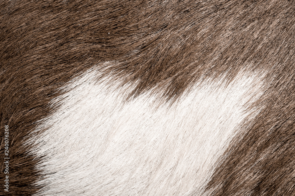 The goat skin hairy pattern and texture The goat skin hairy pattern and texture