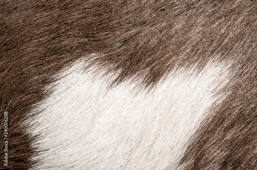The goat skin hairy pattern and texture 
