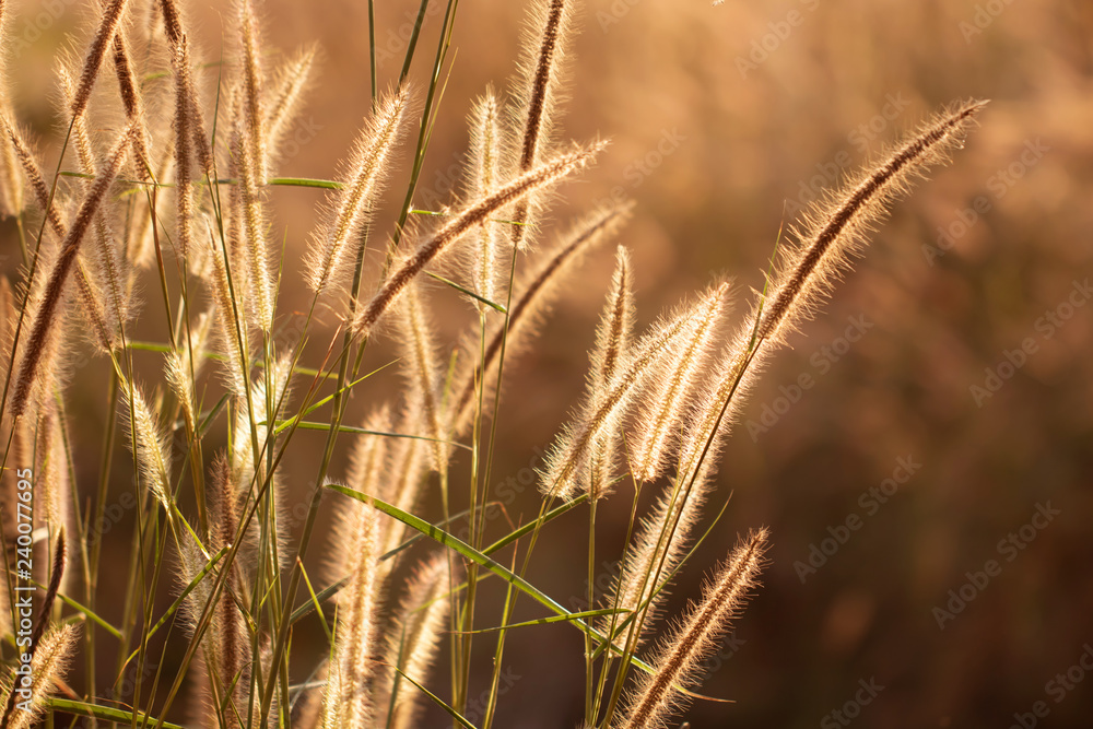 Fototapeta premium Colorful flowers grass made with gradient for background,Abstract,texture,Soft and Blurred style.postcard.