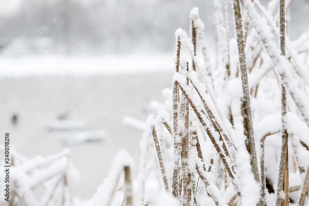 Fluffy snow on dry grass in the winter forest close up Fluffy snow on dry grass in the winter forest close up