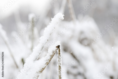 Wallpaper Mural Fluffy snow on dry grass in the winter forest close up Torontodigital.ca