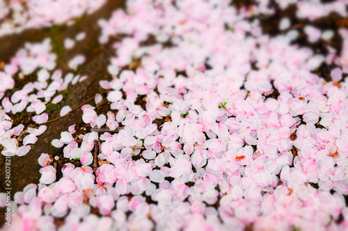Pink cherry blossom on the ground