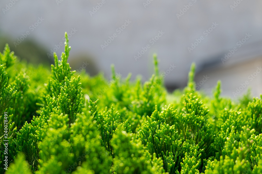Small pine trees, green background, blurred Small pine trees, green background, blurred