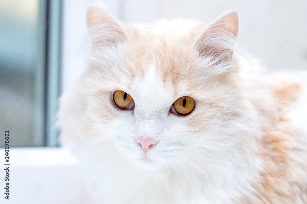 portrait of a white turkish angora cat