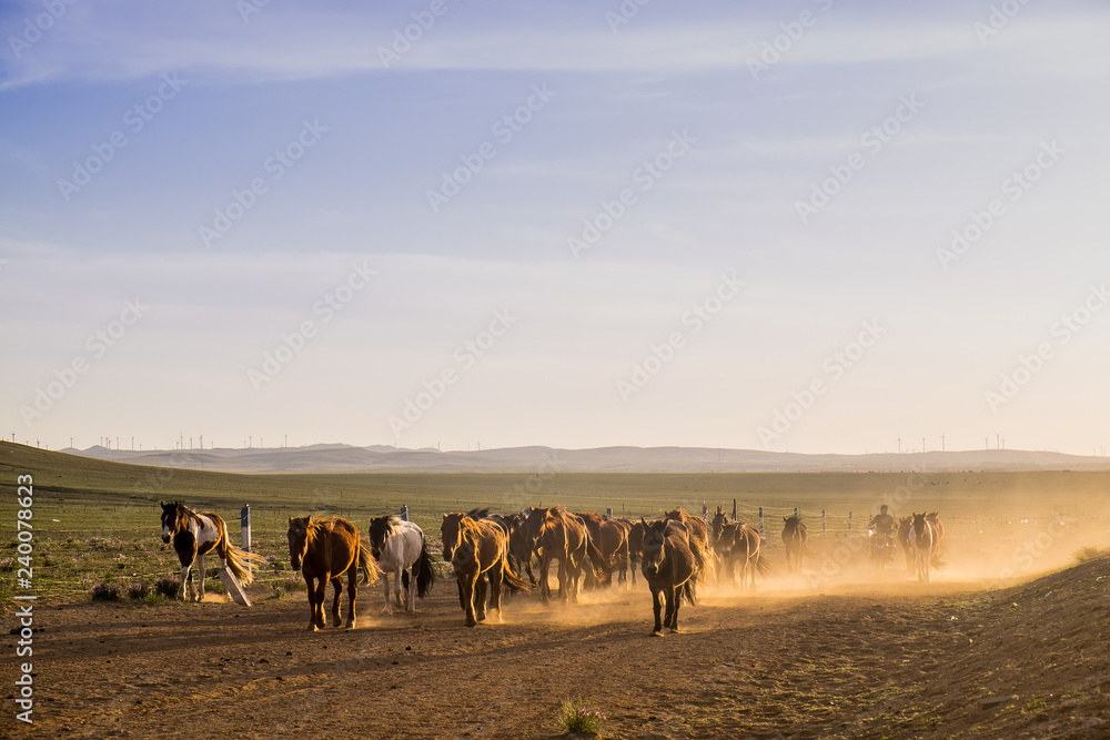 Horses in the meadow at sunset.