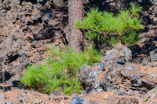 Canary pines in Teide National Park. Tenerife. Canary Islands..Spain