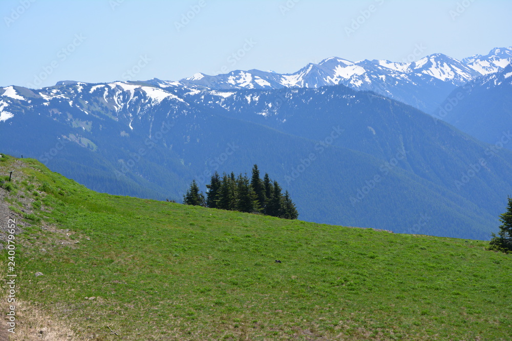 Obraz premium Olympic National Park
