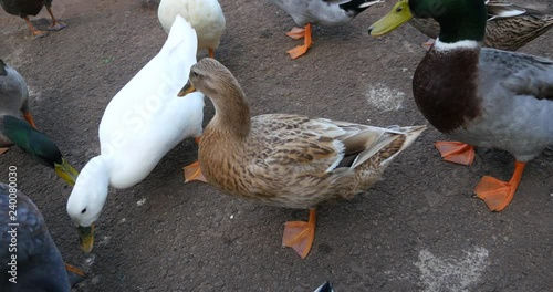 4K Many ducks eating