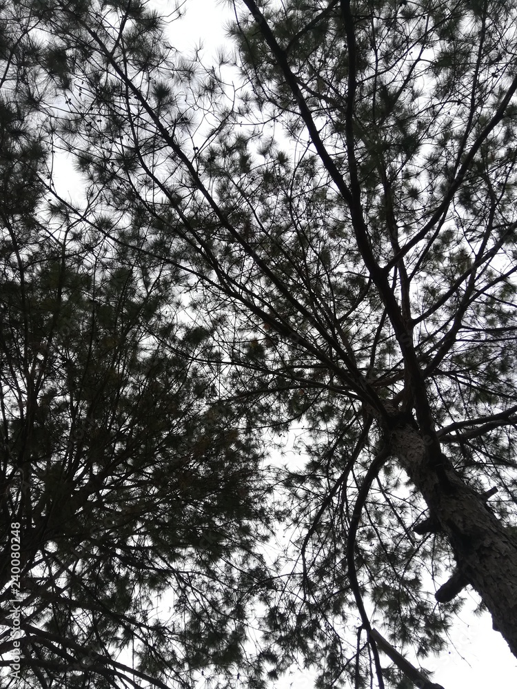 Fototapeta premium Forest