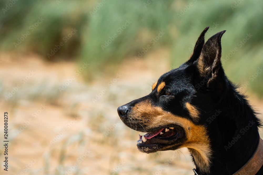 Happy Kelpie at the beach Happy Kelpie at the beach