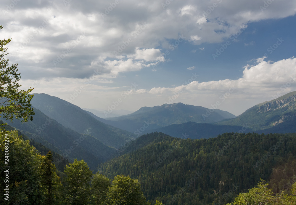 Subalpine forest mountain in the sunny day. Subalpine forest mountain in the sunny day.