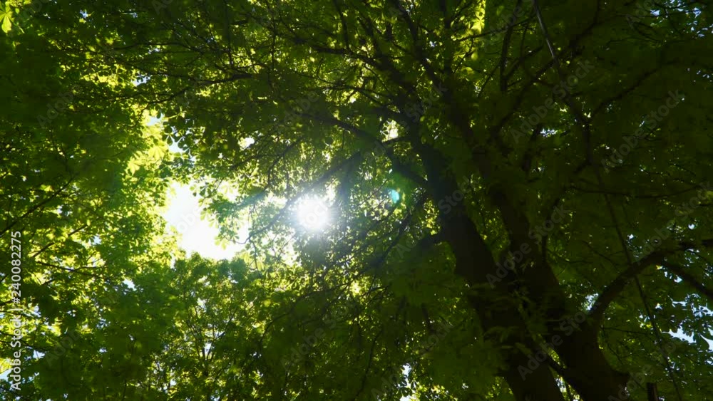 The sun's ray shines through the foliage of the tree The sun's ray shines through the foliage of the tree