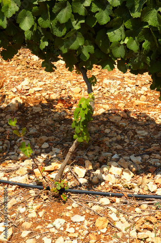 Israel, Judea Hills, gewurtzstraminer vines Tzora winery