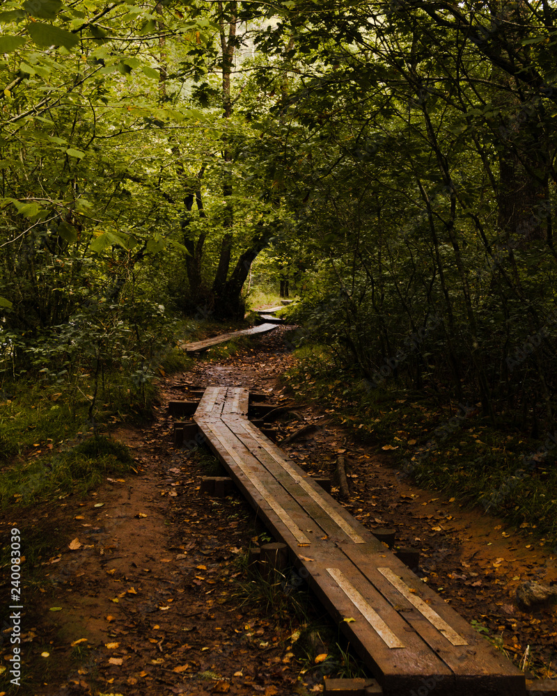 Pathway through the forest in a cloudy day / Autumn colors and a pathway in a forest / Path scene with shadows in the forest Pathway through the forest in a cloudy day / Autumn colors and a pathway in a forest / Path scene with shadows in the forest