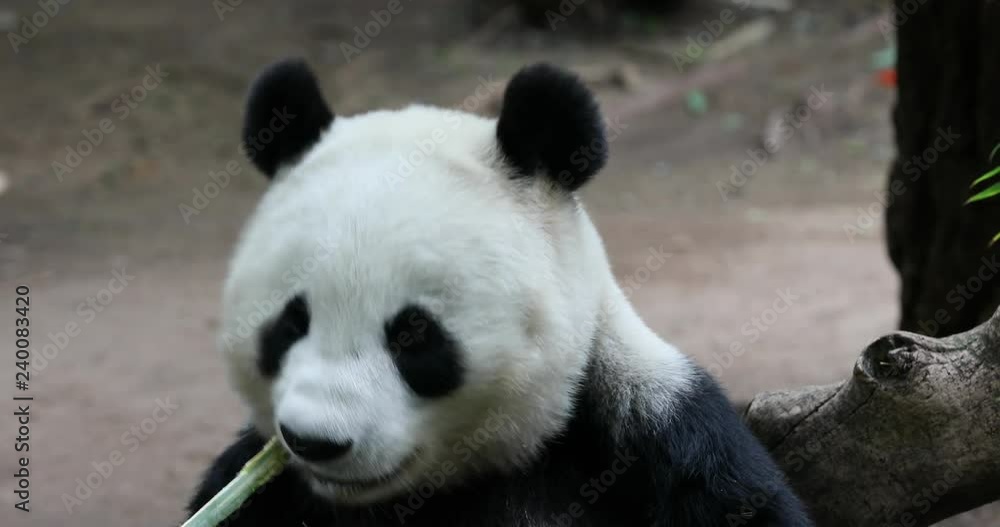 Chinese Panda Bear eating bamboo close. The giant panda black and white from mountains of central China. Few survive with only a few dozen outside the country. Chinese Panda Bear eating bamboo close. The giant panda black and white from mountains of central China. Few survive with only a few dozen outside the country.