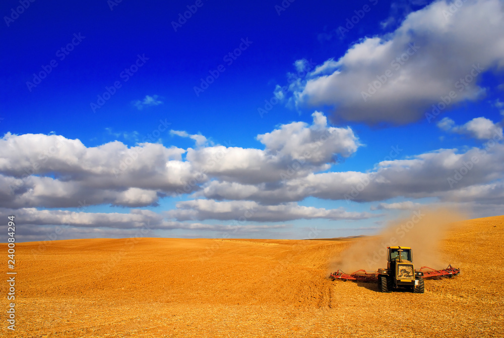 Fototapeta premium wheat Harvesting