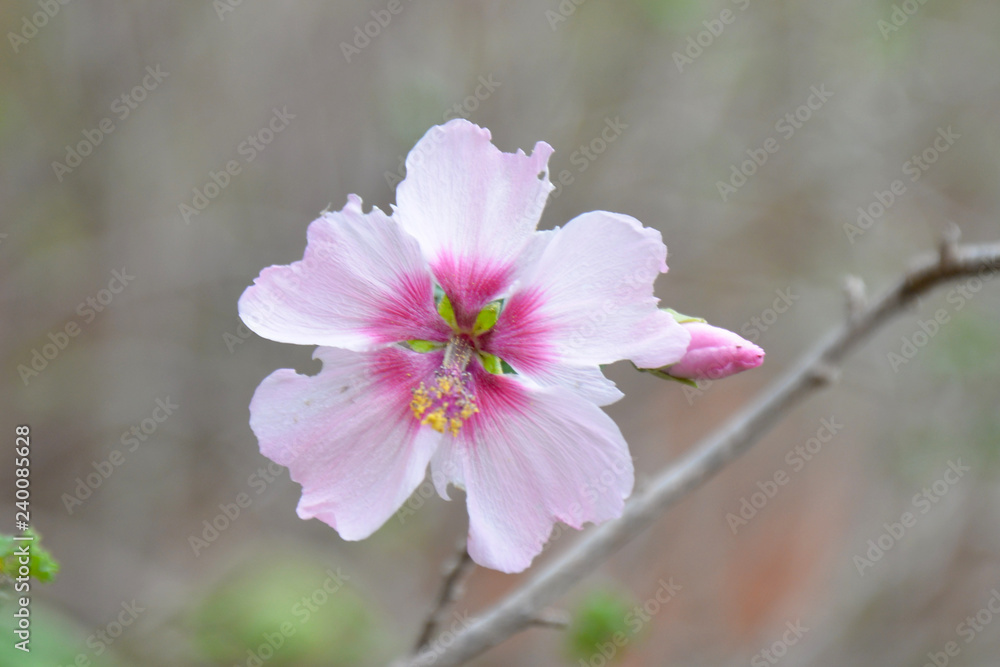 La Gomera: Trip from Agulo to the Mirador Abrante with skywalk; narrow path with fruits and flower La Gomera: Trip from Agulo to the Mirador Abrante with skywalk; narrow path with fruits and flower