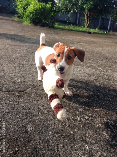 Playful jack russell with dog