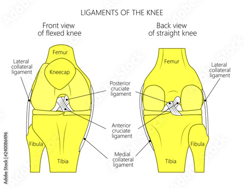 Vector illustration anatomy of a healthy knee joint. Anterior or front view of flexed knee and posterior or back view of straight knee. For advertising or medical publications