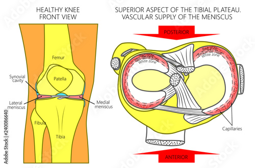 Vector illustration. Front view of a healthy human knee, anatomy of a proximal surface of tibial plateau with soft tissues and blood supply of meniscus. For advertising, medical publications