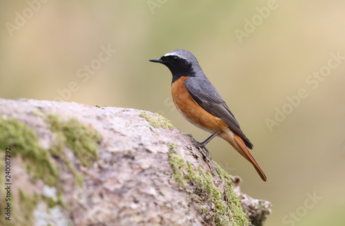 A beautiful male Redstart (Phoenicurus phoenicurus) perched on a branch of an old oak tree. 