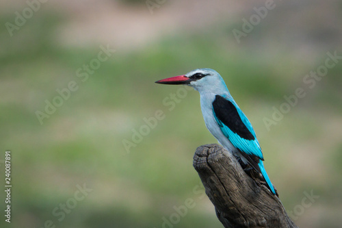Beautiful Woodlands Kingfisher perched on a stick scouting the surrounding area for any insects.